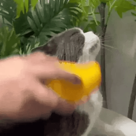 Perie cu Aburi pentru Animale 3 in 1
